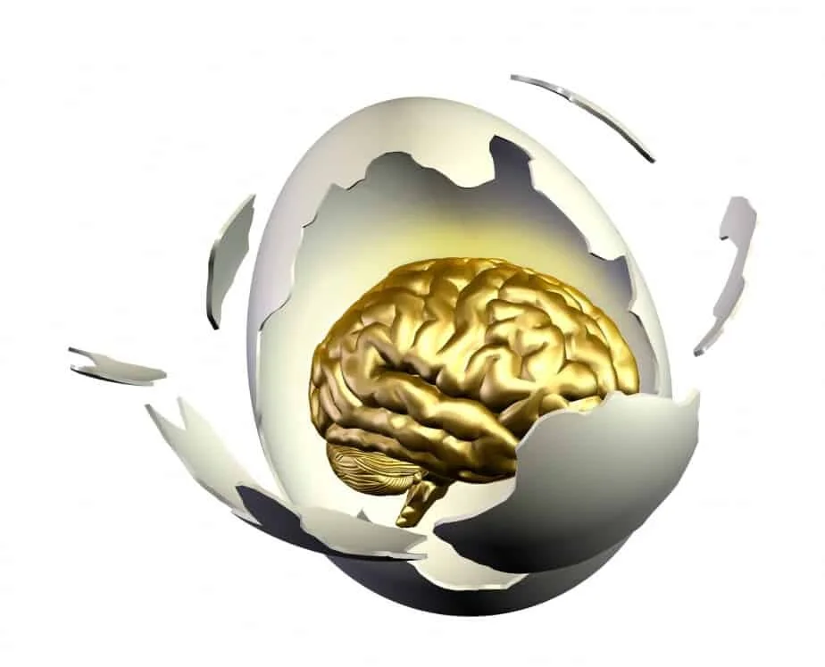 Human brain